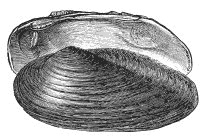 Иллюстрация к книге — Колобок и др. Кулинарные путешествия [i_006.jpg]