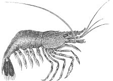 Иллюстрация к книге — Колобок и др. Кулинарные путешествия [i_013.jpg]