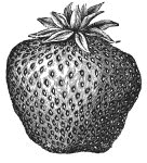 Иллюстрация к книге — Колобок и др. Кулинарные путешествия [i_017.jpg]