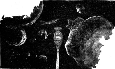 Иллюстрация к книге — Таинственные изобретения доктора Хэкенсоу [i_051.jpg]