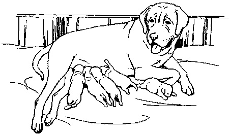 Иллюстрация к книге — Салют, Варварята! [i_003.jpg]