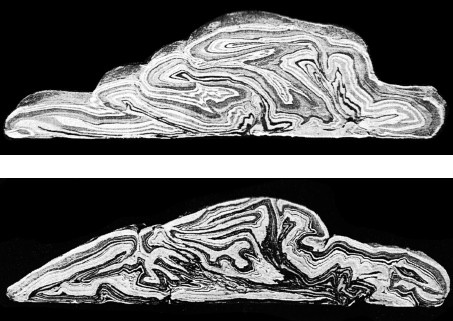 Иллюстрация к книге — Верхом на бомбе. Судьба планеты Земля и ее обитателей [i_020.jpg]