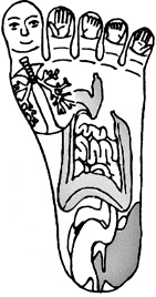 Иллюстрация к книге — Большой атлас целительных точек. Китайская медицина на страже здоровья и долголетия [_181.jpg]