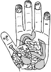 Иллюстрация к книге — Большой атлас целительных точек. Китайская медицина на страже здоровья и долголетия [_182.jpg]