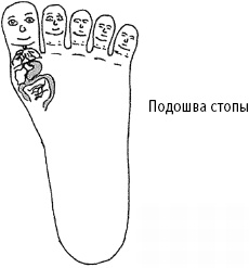 Иллюстрация к книге — Большой атлас целительных точек. Китайская медицина на страже здоровья и долголетия [_184.jpg]