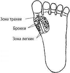 Иллюстрация к книге — Большой атлас целительных точек. Китайская медицина на страже здоровья и долголетия [_190.jpg]