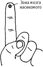 Иллюстрация к книге — Большой атлас целительных точек. Китайская медицина на страже здоровья и долголетия [_202.jpg]