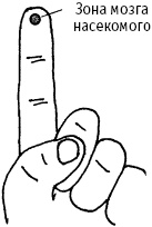 Иллюстрация к книге — Большой атлас целительных точек. Китайская медицина на страже здоровья и долголетия [_223.jpg]