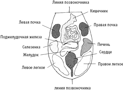 Иллюстрация к книге — Большой атлас целительных точек. Китайская медицина на страже здоровья и долголетия [_249.jpg]