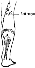 Иллюстрация к книге — Большой атлас целительных точек. Китайская медицина на страже здоровья и долголетия [_51.jpg]