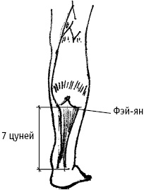 Иллюстрация к книге — Большой атлас целительных точек. Китайская медицина на страже здоровья и долголетия [_59.jpg]