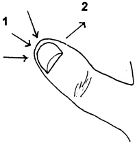 Иллюстрация к книге — Целительные точки нашего тела. Практический атлас [i_007.jpg]