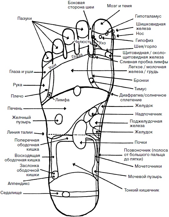 Иллюстрация к книге — Целительные точки нашего тела. Практический атлас [i_012.jpg]