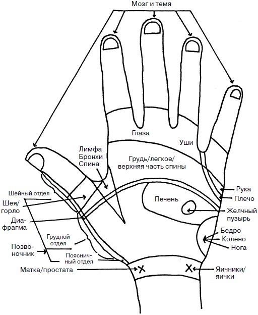 Иллюстрация к книге — Целительные точки нашего тела. Практический атлас [i_023.jpg]