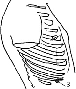 Иллюстрация к книге — Китайский императорский массаж. Лечение 100 болезней с помощью банок. Большой атлас зон исцеления [_27.jpg]