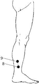 Иллюстрация к книге — Китайский императорский массаж. Лечение 100 болезней с помощью банок. Большой атлас зон исцеления [_56.jpg]