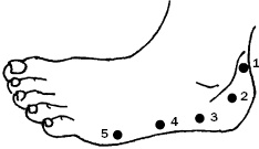 Иллюстрация к книге — Простукивание активных точек - метод пробуждения целительной энергии. С подробным атласом [_47.jpg]