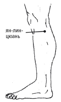 Иллюстрация к книге — Атлас целительных точек. Печень, почки, желудок [Autogen_eBook_id127.jpg]