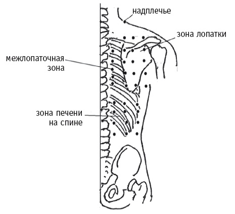 Иллюстрация к книге — Атлас целительных точек. Печень, почки, желудок [Autogen_eBook_id83.jpg]