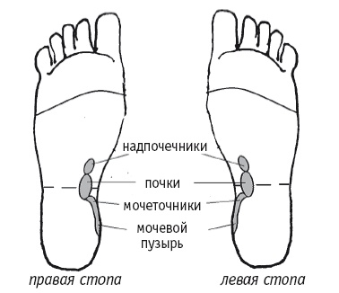 Иллюстрация к книге — Атлас целительных точек. Печень, почки, желудок [Autogen_eBook_id97.jpg]