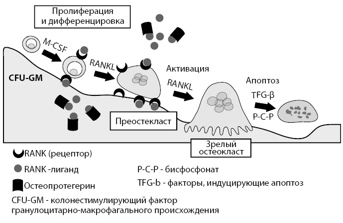 Иллюстрация к книге — Остеопороз. Руководство для практических врачей [i_015.jpg]