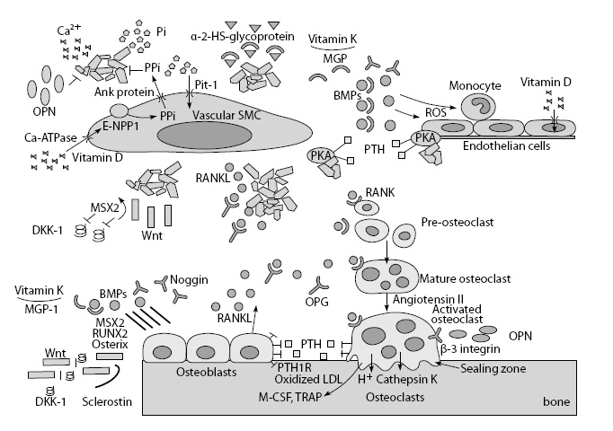 Иллюстрация к книге — Остеопороз. Руководство для практических врачей [i_016.jpg]