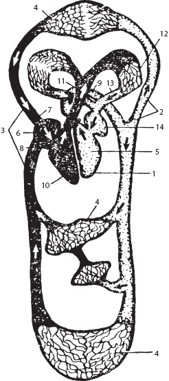 Иллюстрация к книге — Массаж. Уроки великого мастера [_20.jpg]