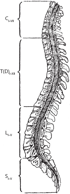 Иллюстрация к книге — Массаж. Уроки великого мастера [_25.jpg]