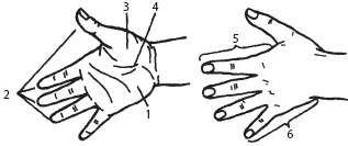 Иллюстрация к книге — Массаж. Уроки великого мастера [_27.jpg]
