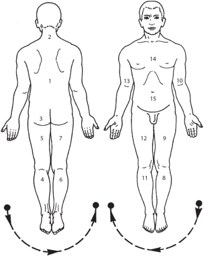 Иллюстрация к книге — Большой справочник по массажу [_13.jpg]