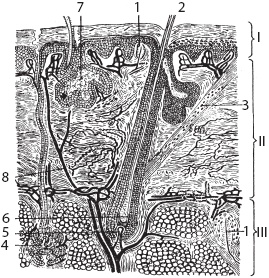Иллюстрация к книге — Большой справочник по массажу [_16.jpg]