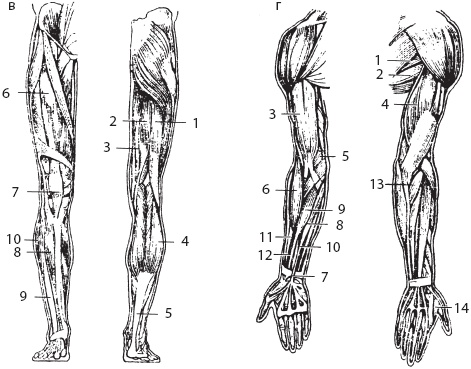 Иллюстрация к книге — Большой справочник по массажу [_18.jpg]