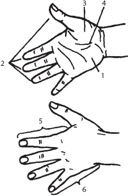 Иллюстрация к книге — Большой справочник по массажу [_27.jpg]
