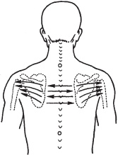 Иллюстрация к книге — Большой справочник по массажу [_66.jpg]