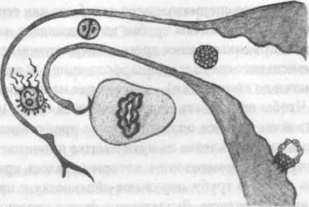 Иллюстрация к книге — Беременность и роды. Волшебное начало новой жизни [i_004.jpg]