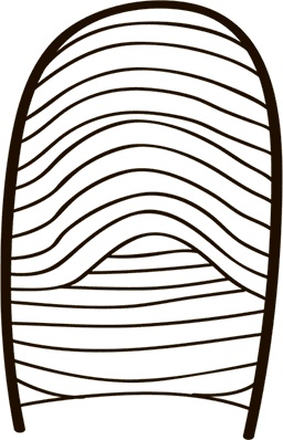 Иллюстрация к книге — 5 наших чувств для здоровой и долгой жизни. Практическое руководство [i_006.jpg]