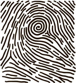 Иллюстрация к книге — 5 наших чувств для здоровой и долгой жизни. Практическое руководство [i_020.jpg]