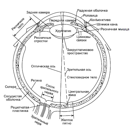 Иллюстрация к книге — Как улучшить зрение, когда тебе за... [i_001.jpg]
