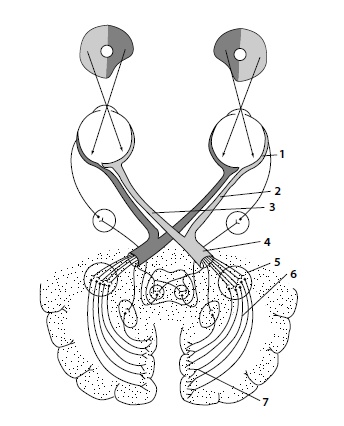 Иллюстрация к книге — Как улучшить зрение, когда тебе за... [i_003.jpg]