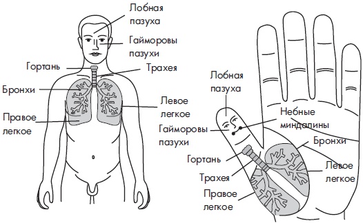 Иллюстрация к книге — Су-Джок. Самодиагностика и лечение [Autogen_eBook_id28.jpg]