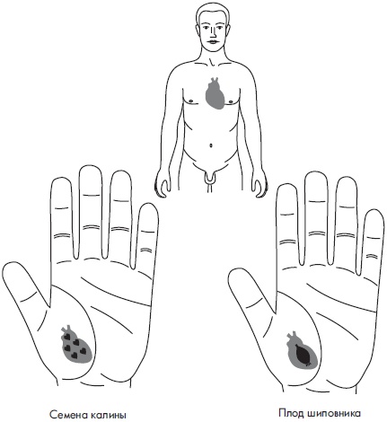 Иллюстрация к книге — Су-Джок. Самодиагностика и лечение [Autogen_eBook_id49.jpg]