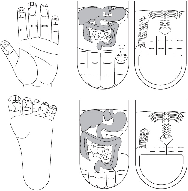 Иллюстрация к книге — Су-Джок. Самодиагностика и лечение [Autogen_eBook_id5.jpg]