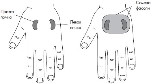 Иллюстрация к книге — Су-Джок. Самодиагностика и лечение [Autogen_eBook_id50.jpg]