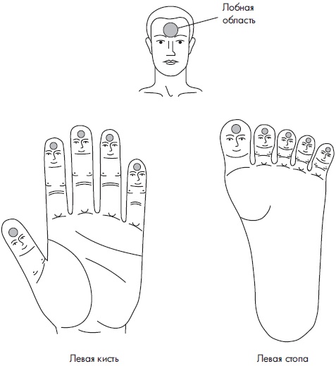 Иллюстрация к книге — Су-Джок. Самодиагностика и лечение [Autogen_eBook_id6.jpg]