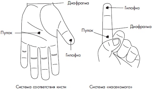 Иллюстрация к книге — Су-Джок. Самодиагностика и лечение [Autogen_eBook_id65.jpg]