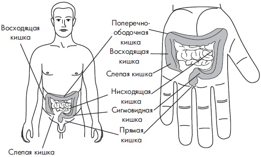 Иллюстрация к книге — Су-Джок. Самодиагностика и лечение [Autogen_eBook_id67.jpg]
