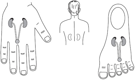 Иллюстрация к книге — Су-Джок. Самодиагностика и лечение [Autogen_eBook_id74.jpg]