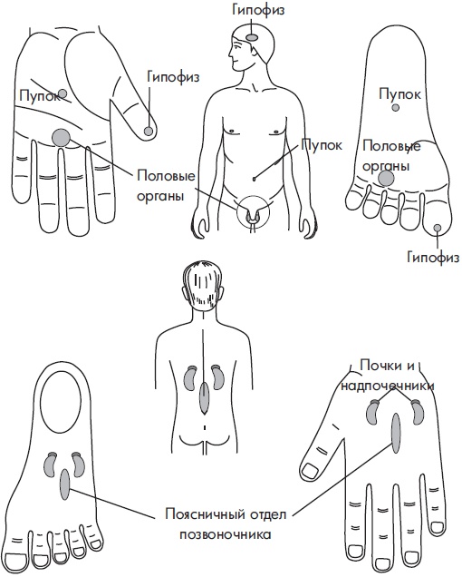 Иллюстрация к книге — Су-Джок. Самодиагностика и лечение [Autogen_eBook_id83.jpg]