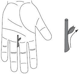 Иллюстрация к книге — Су-Джок. Самодиагностика и лечение [Autogen_eBook_id85.jpg]
