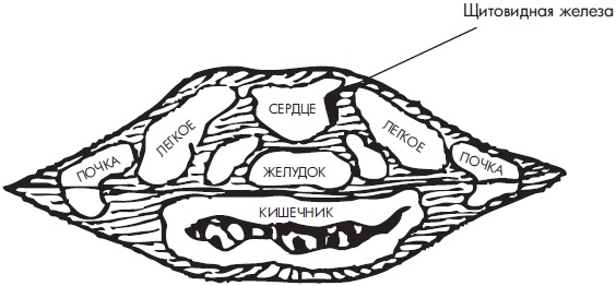 Иллюстрация к книге — Су-Джок. Самодиагностика и лечение [Autogen_eBook_id99.jpg]